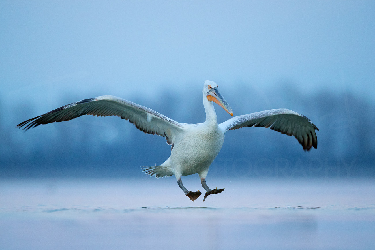 Dalmatian Pelican Greece Lake Kerkini Wildlife Photography