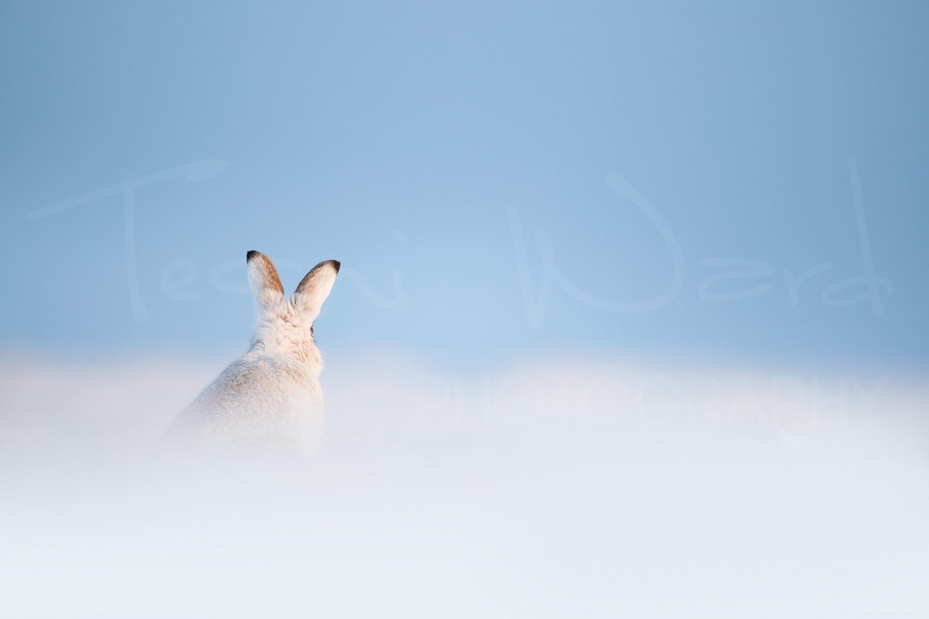 Mountain Hare Scotland Cairngorm National Park