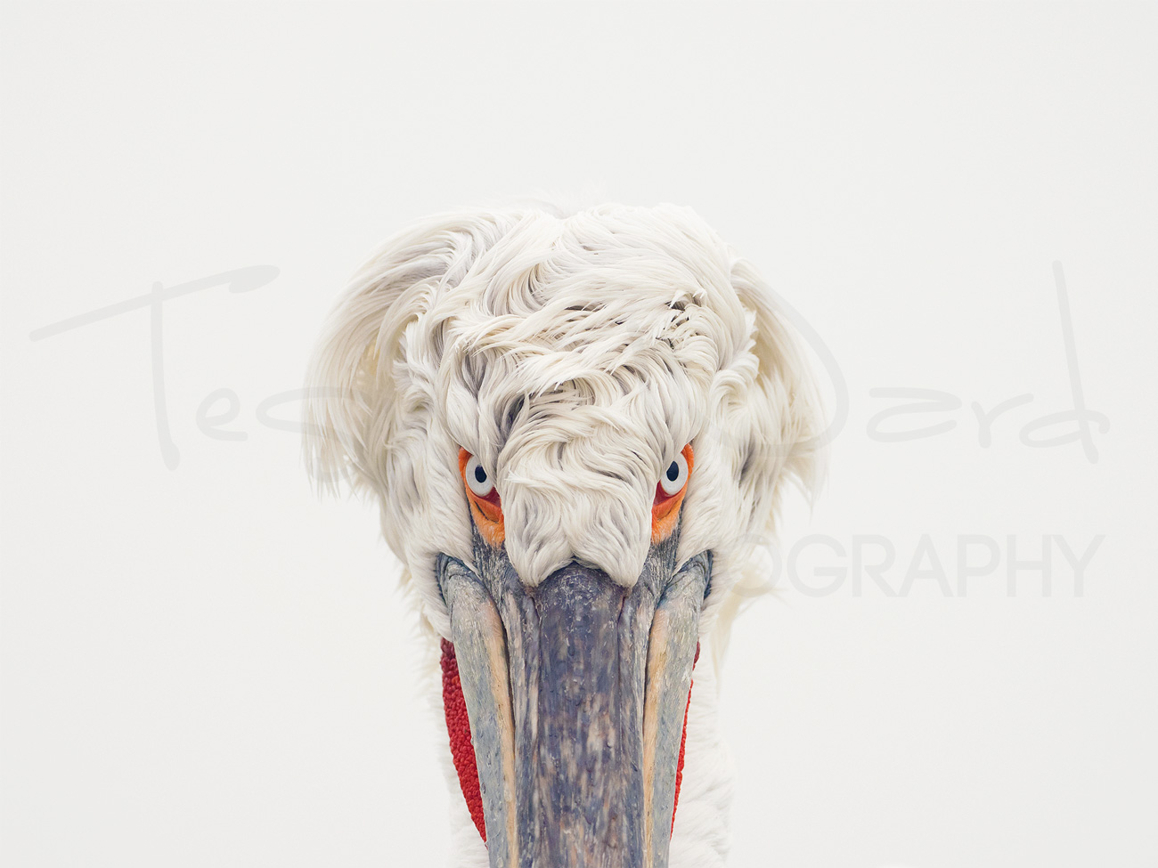 Dalmatian Pelican Greece Lake Kerkini Wildlife Photography