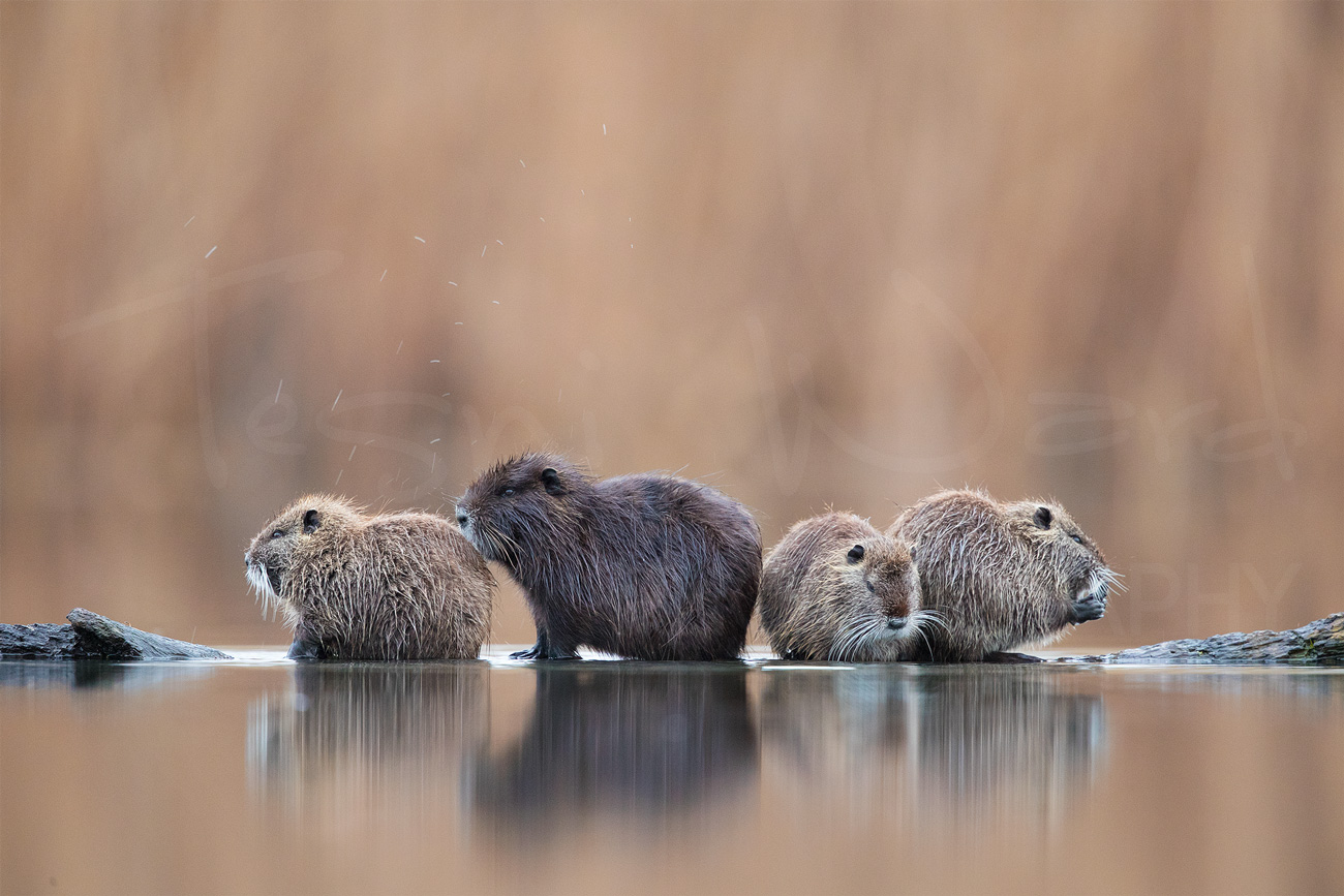 Greece Lake Kerkini Nutria Coypu Wildlife Photography