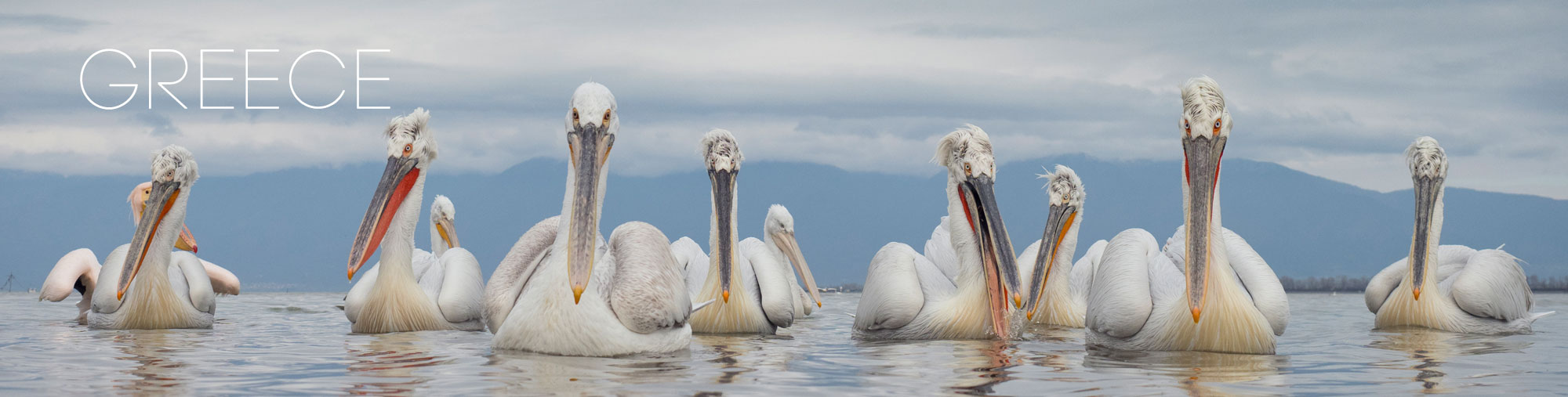 Dalmatian Pelican Greece Lake Kerkini Wildlife Photography