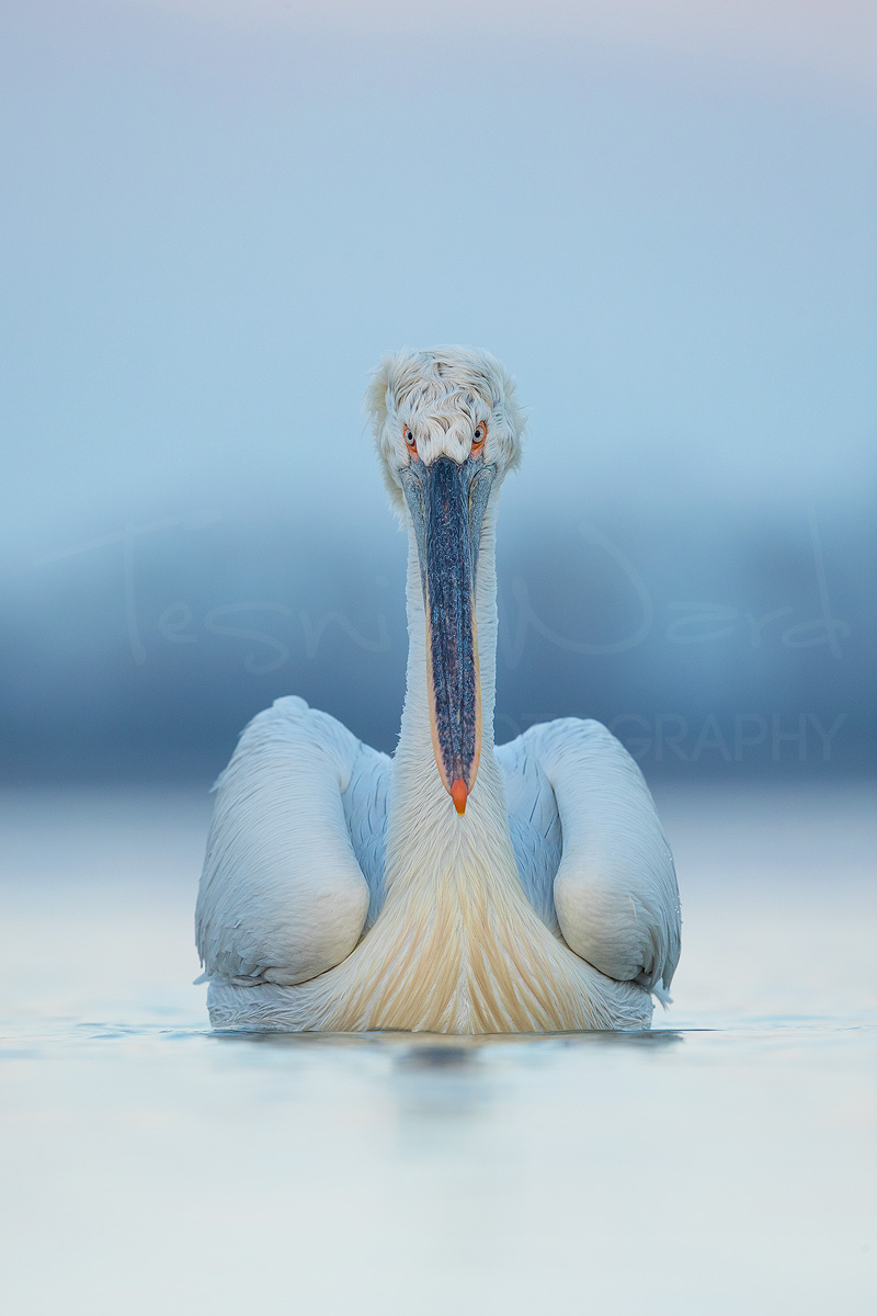 Dalmatian Pelican Greece Lake Kerkini Wildlife Photography