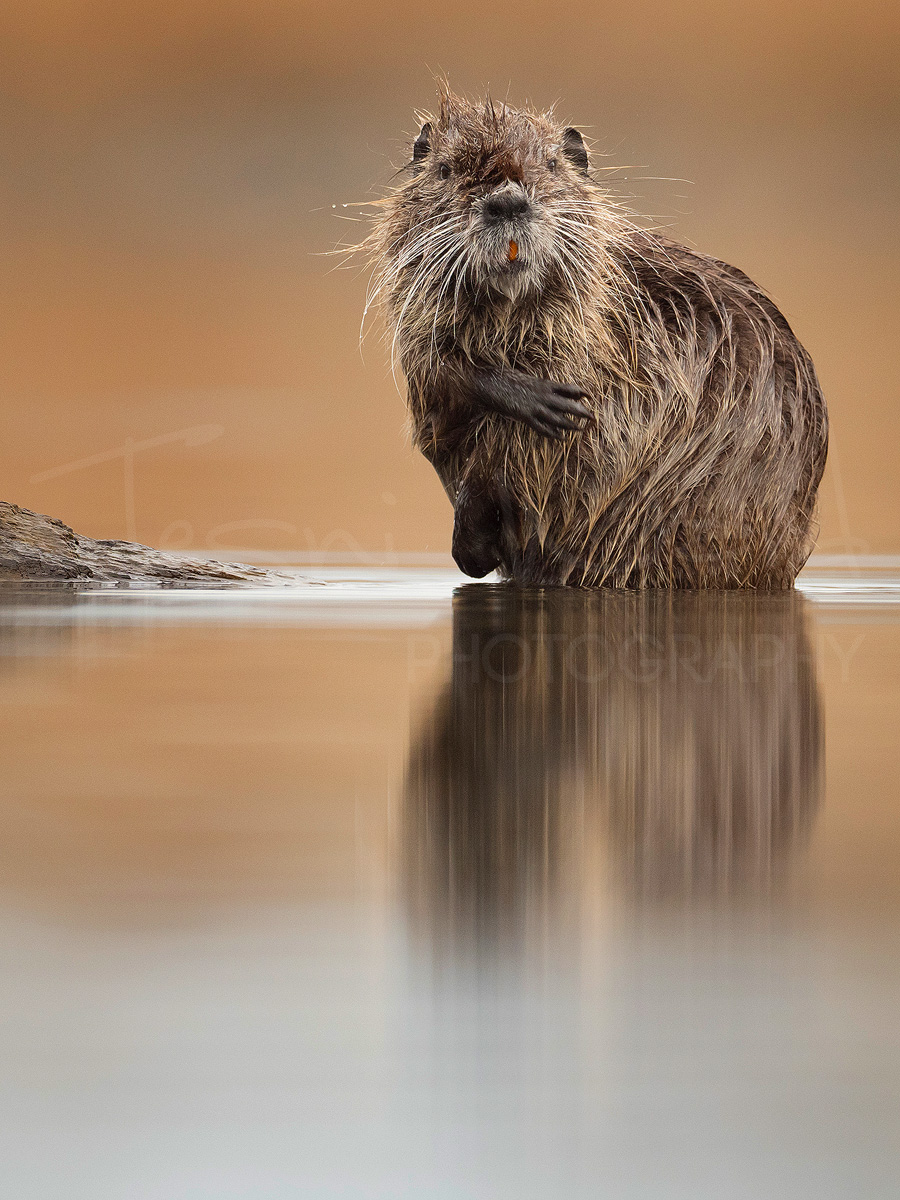 Greece Lake Kerkini Nutria Coypu Wildlife Photography