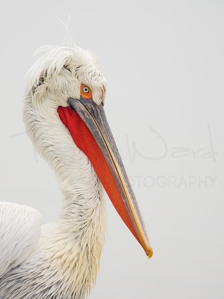Dalmatian Pelican Greece Lake Kerkini Wildlife Photography