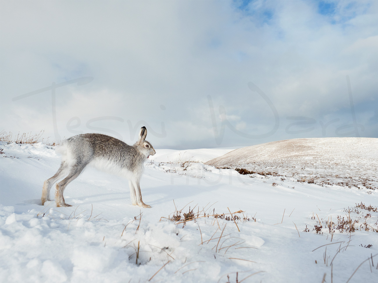 Mountain Hare Scotland Cairngorm National Park