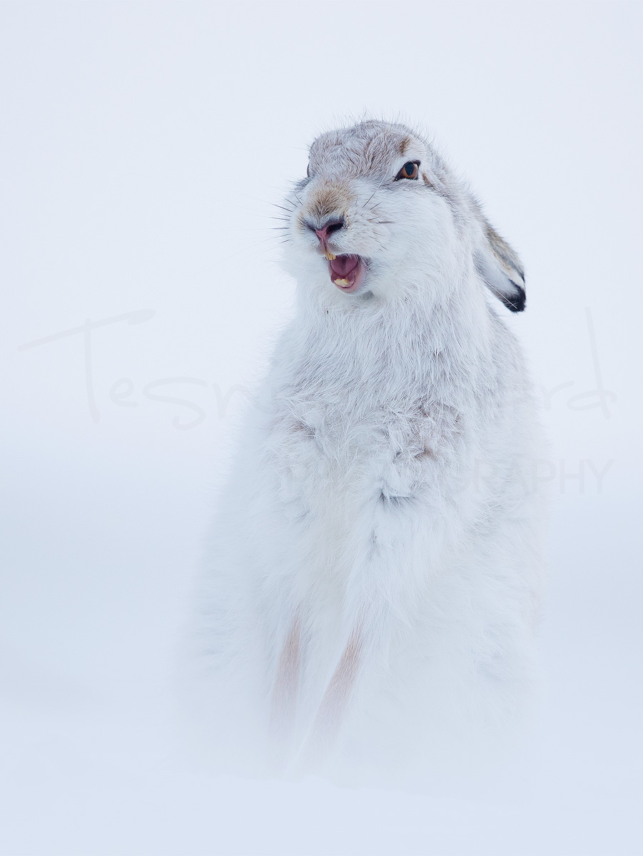 Mountain Hare Scotland Cairngorm National Park