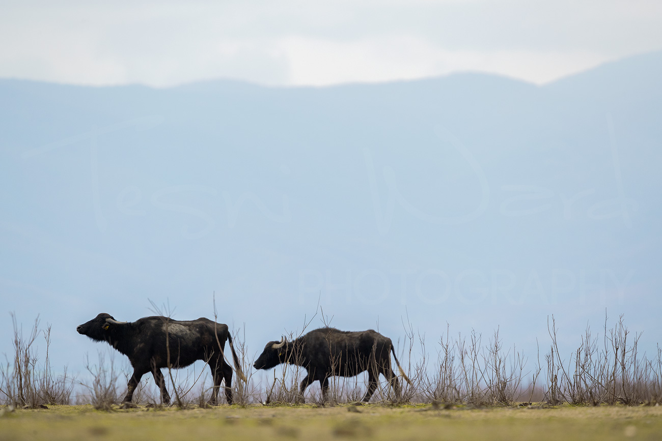 Greece Lake Kerkini Wildlife Photography Water Buffalo