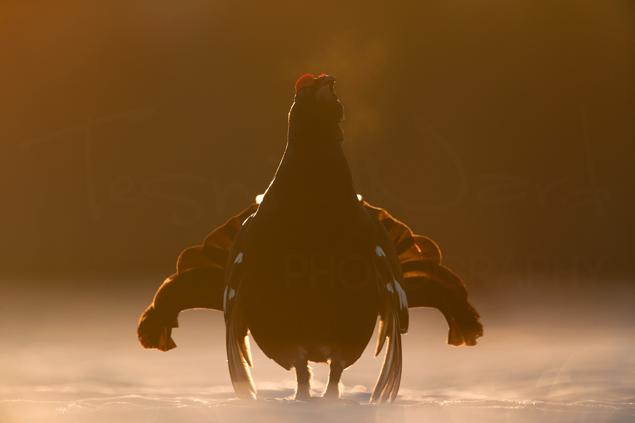 Black Grouse Norway Lek Blackcock Europe