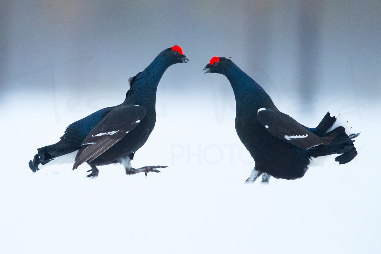 Black Grouse Norway Lek Blackcock Europe