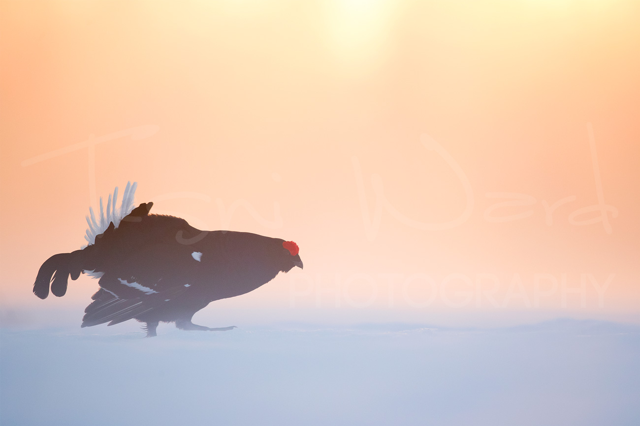 Black Grouse Norway Lek Blackcock Europe