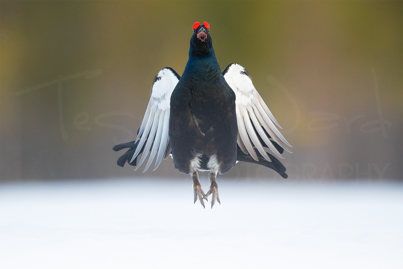 Black Grouse Norway Lek Blackcock Europe