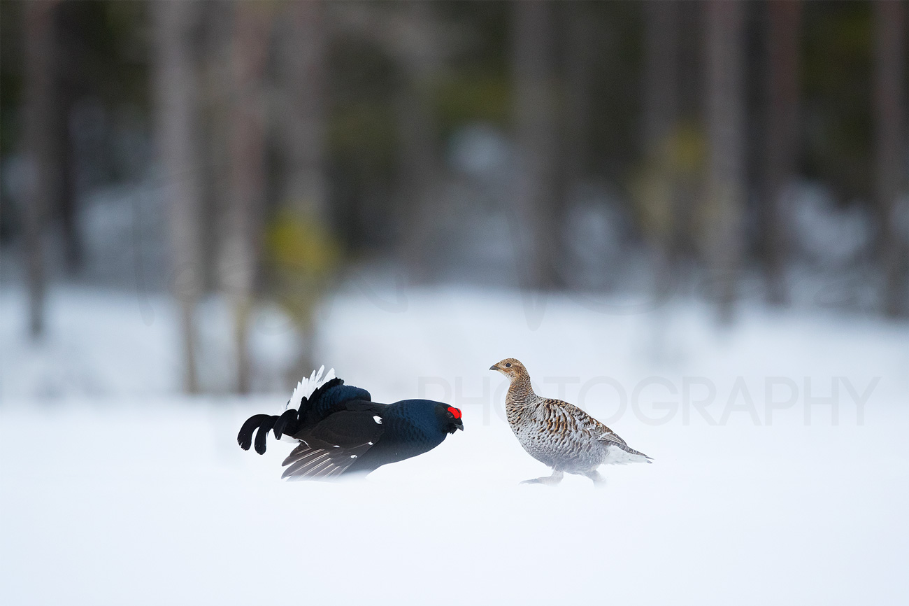 Black Grouse Norway Lek Blackcock Europe
