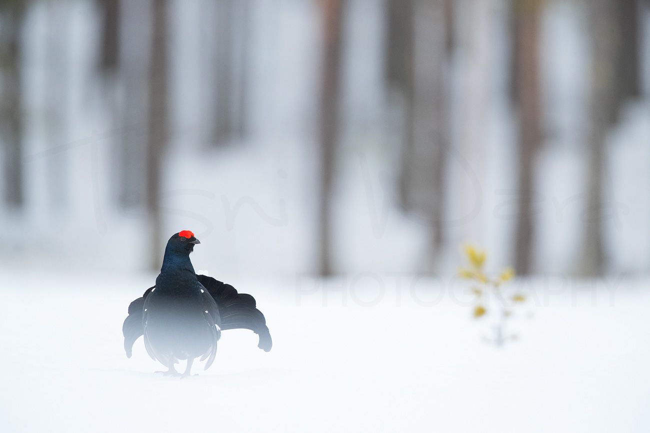 Black Grouse Norway Lek Blackcock Europe