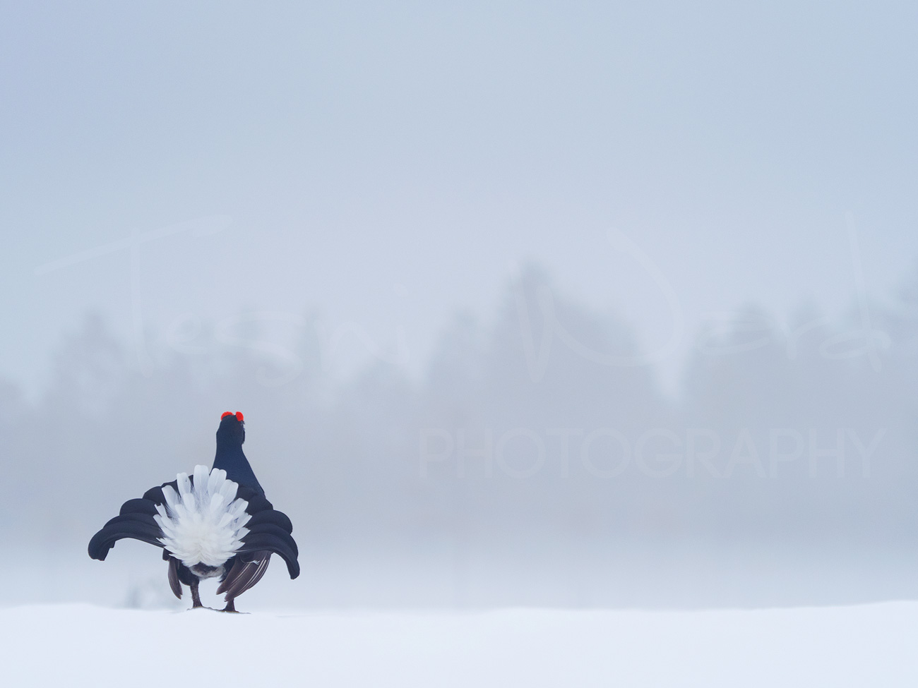 Black Grouse Norway Lek Blackcock Europe