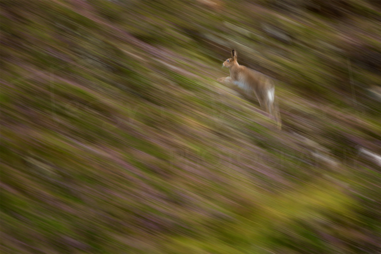 Mountain Hare Cairngorms National Park Scotland