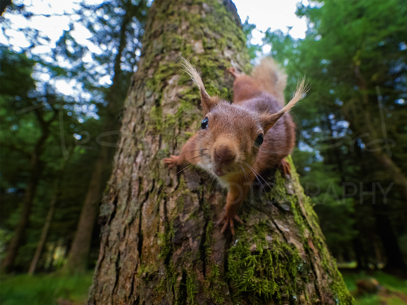 Red Squirrel North Yorkshire Dales Wildlife Photography