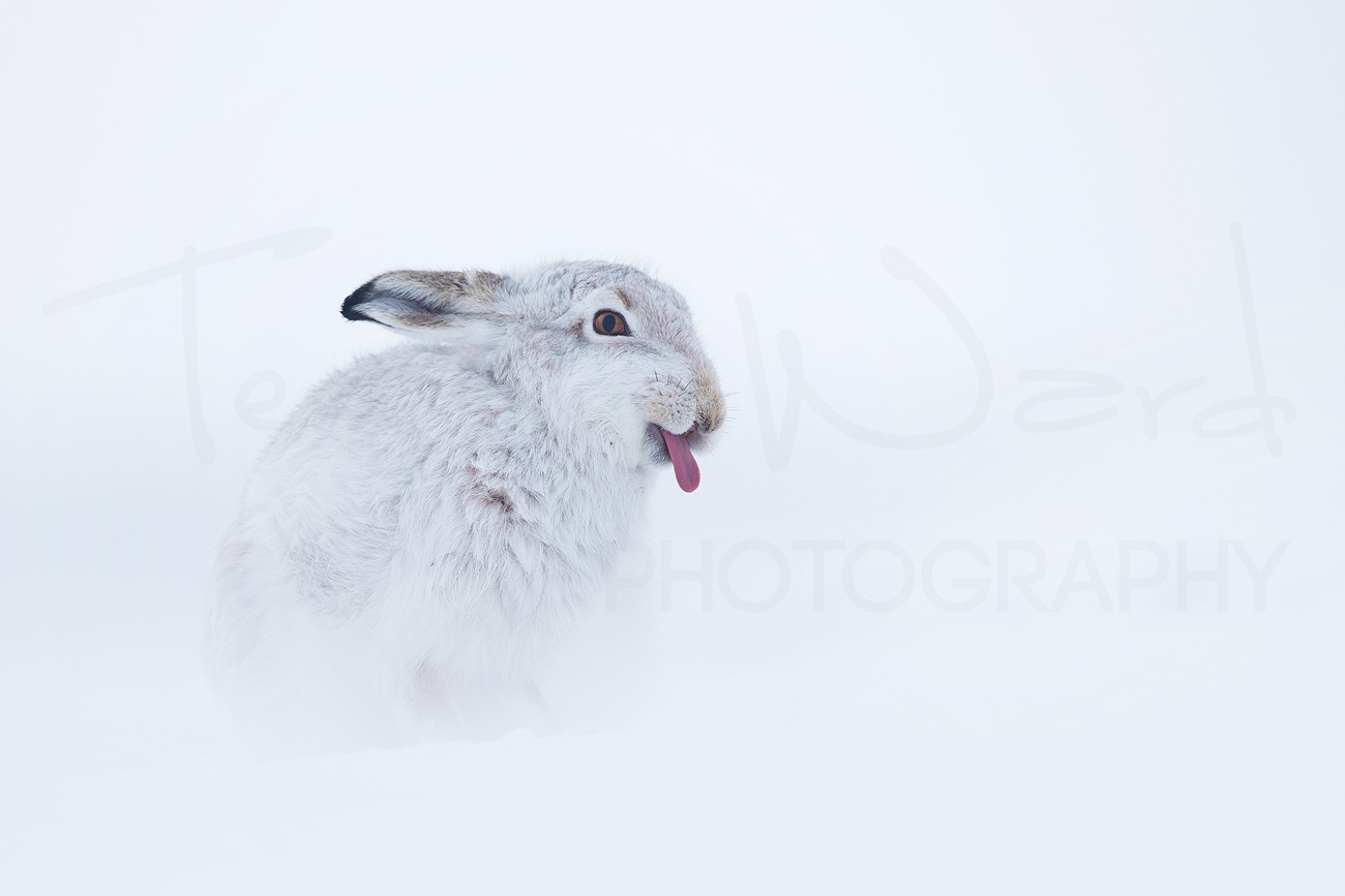Mountain Hare Cairngorms National Park Scotland