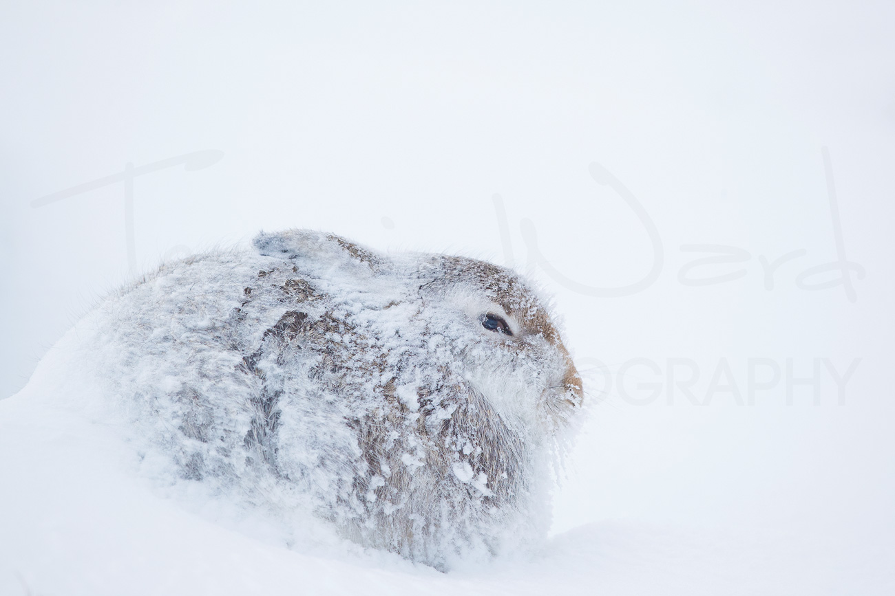 Mountain Hare Cairngorms National Park Scotland