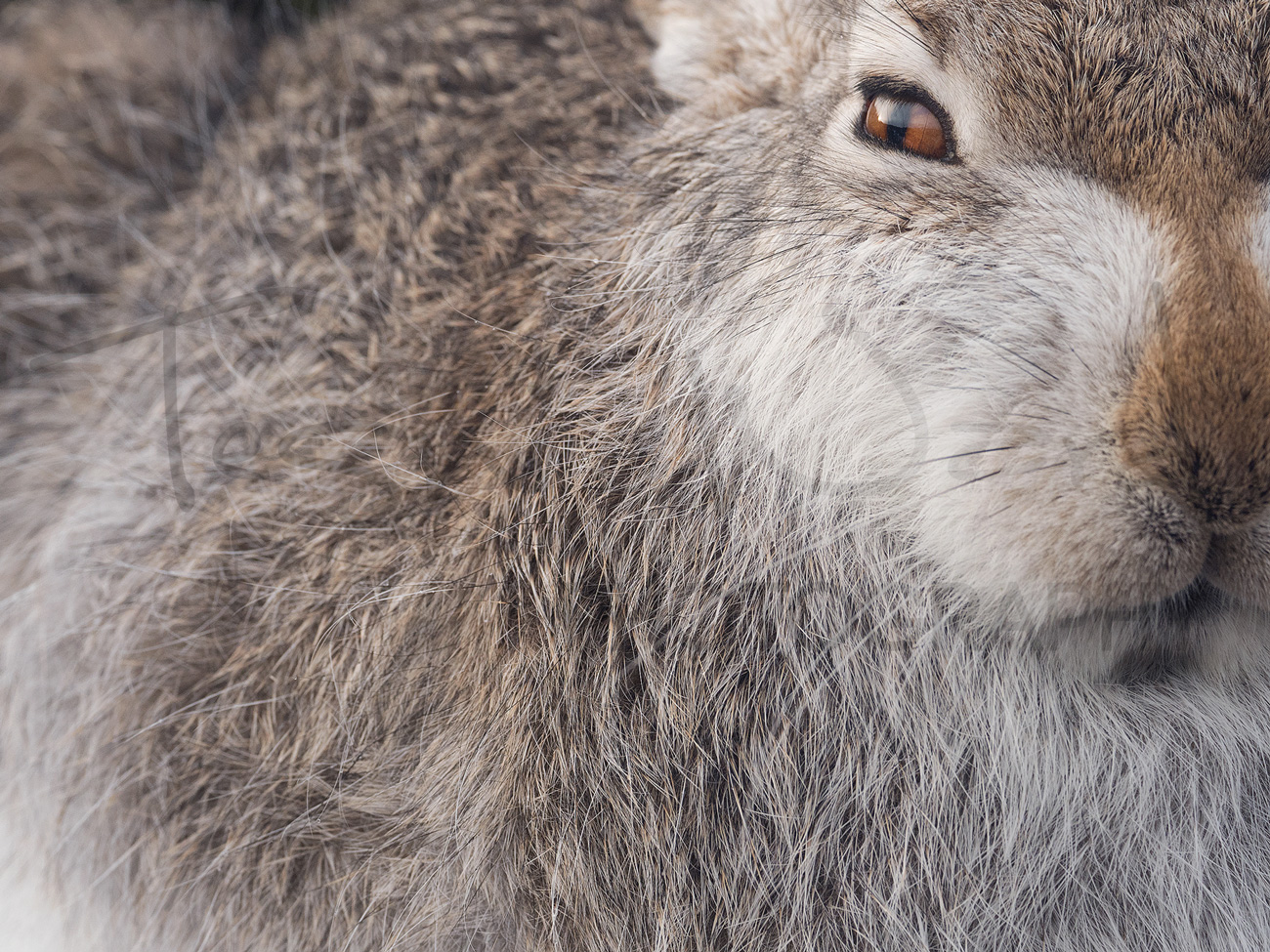 Mountain Hare Cairngorms National Park Scotland