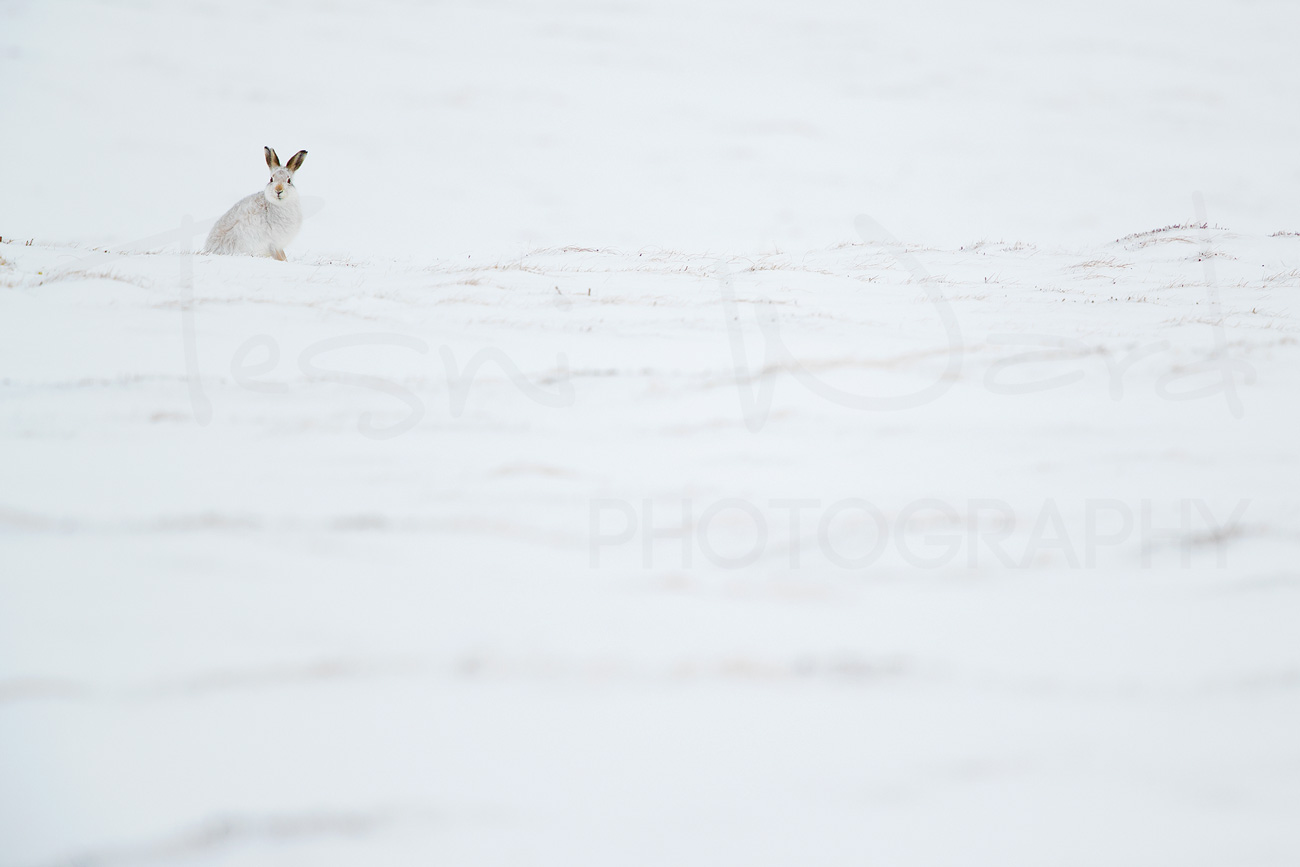Mountain Hare Cairngorms National Park Scotland