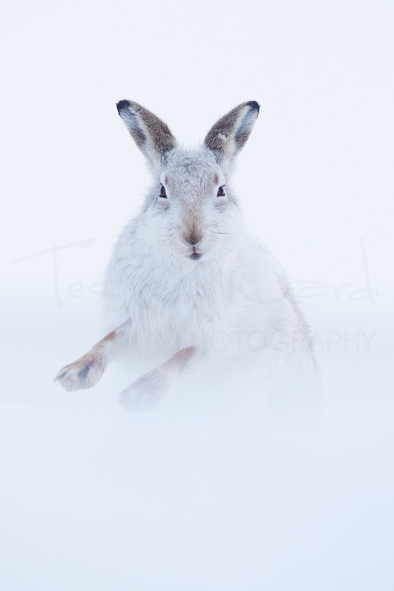 Mountain Hare Cairngorms National Park Scotland