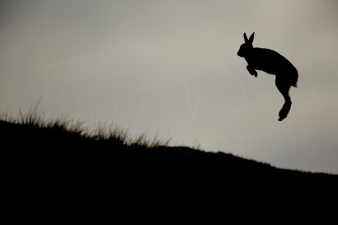 Mountain Hare Cairngorms National Park Scotland