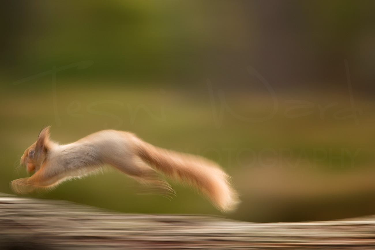 Red Squirrel Cairngorms National Park Wildlife Photography Scotland