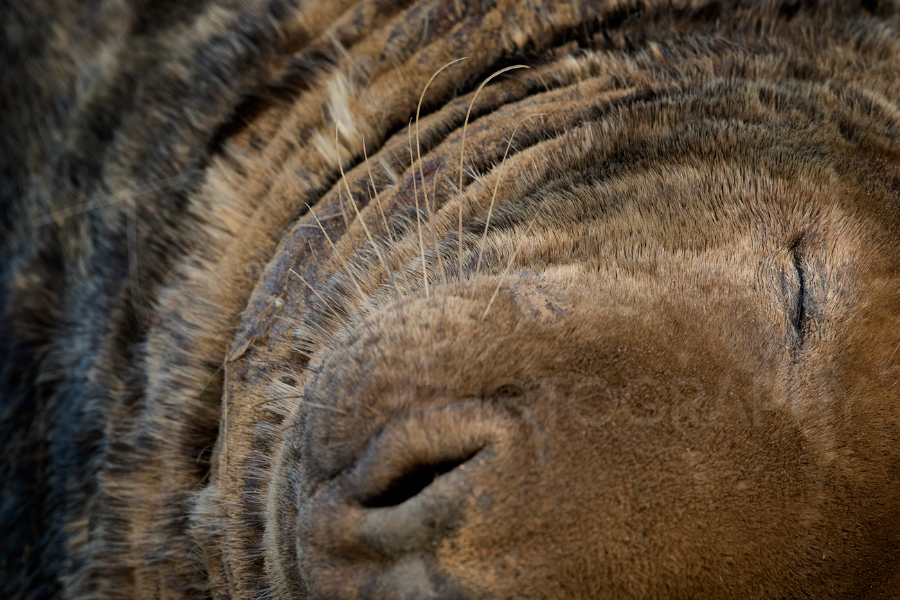 Grey Seal Lincolnshire Wildlife Photography