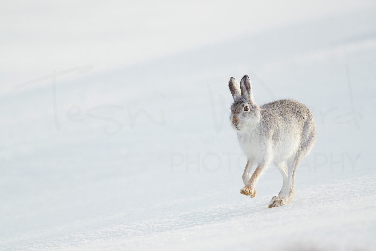 Mountain Hare Cairngorms National Park Scotland