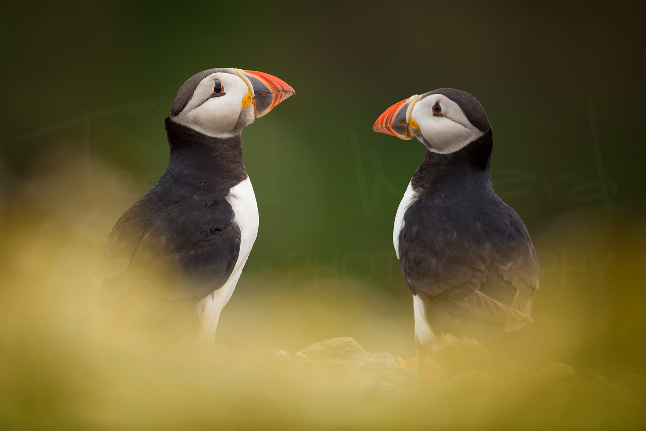 Puffin Coastal Bird Wildlife Photography