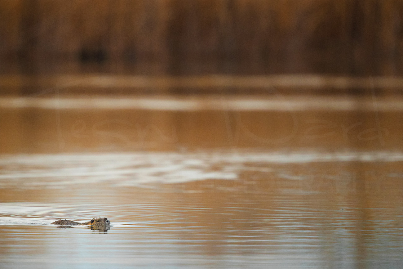 Coypu Greece Nutria Wildlife Photography