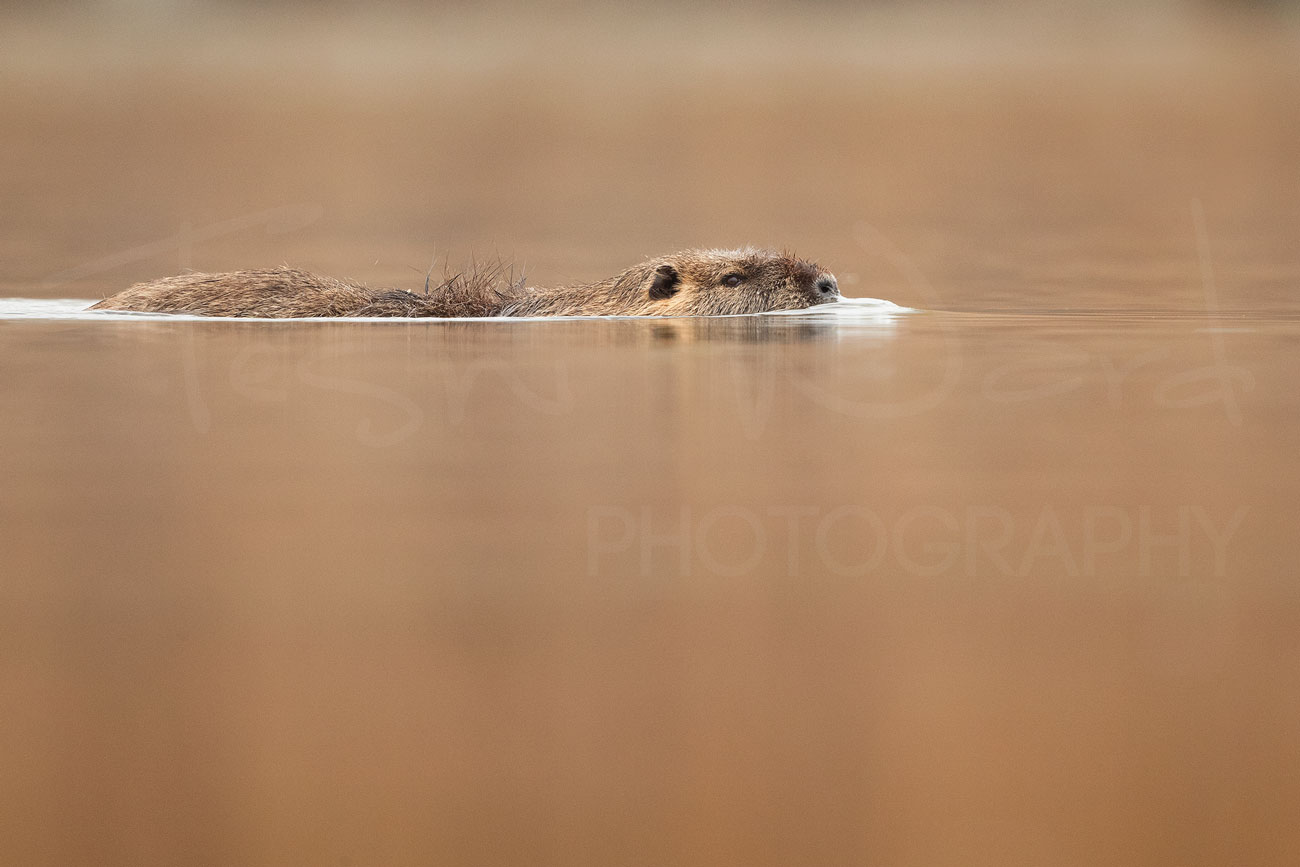 Coypu Nutria Greece Lake Kerkini
