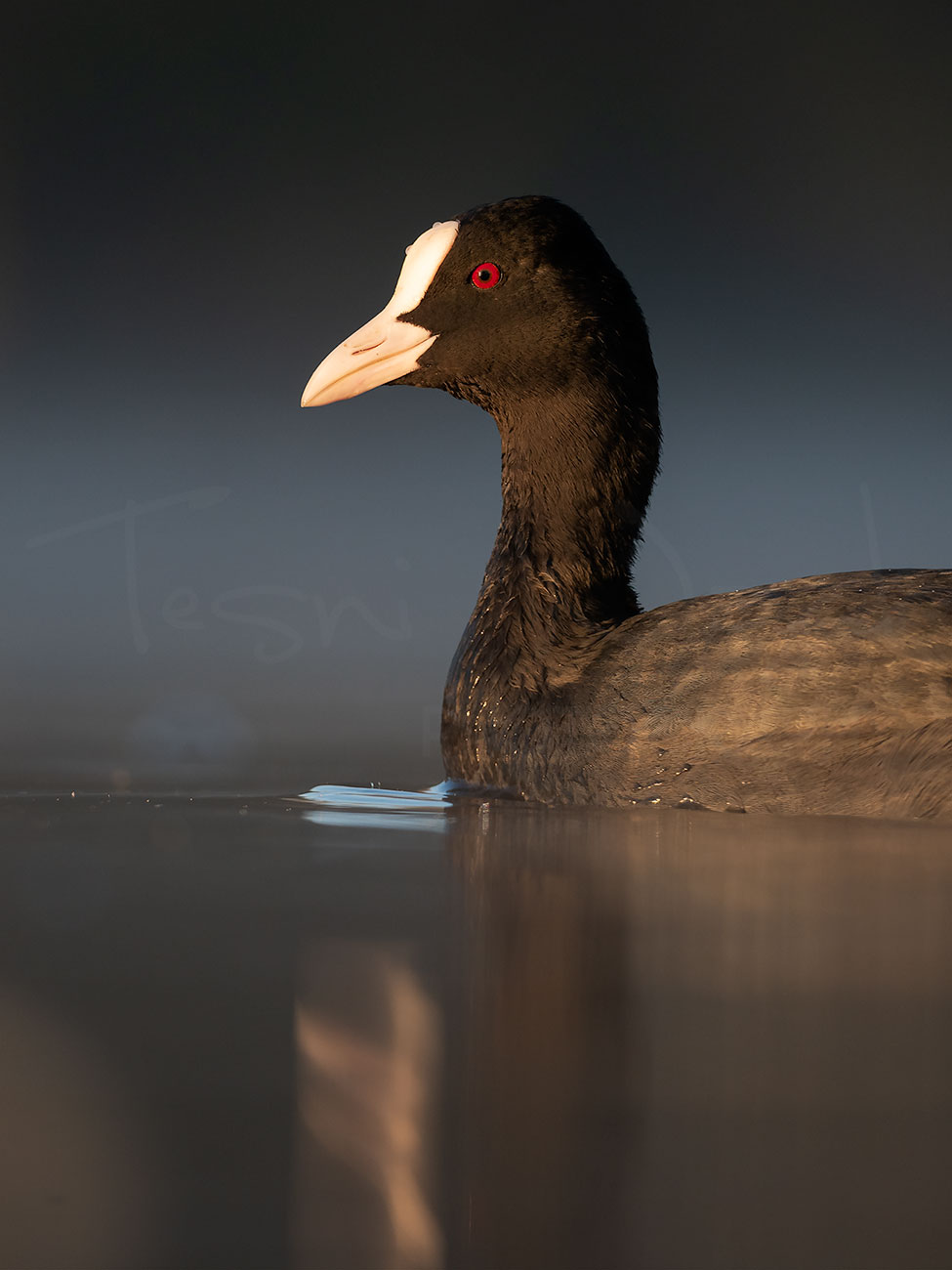 Coot Waterfowl Peak district Wildlife Photography