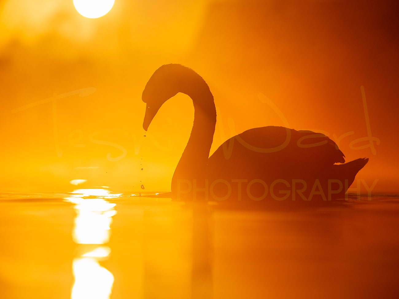 Swan Waterfowl Peak district Wildlife Photography