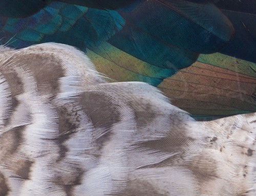 Iridescent