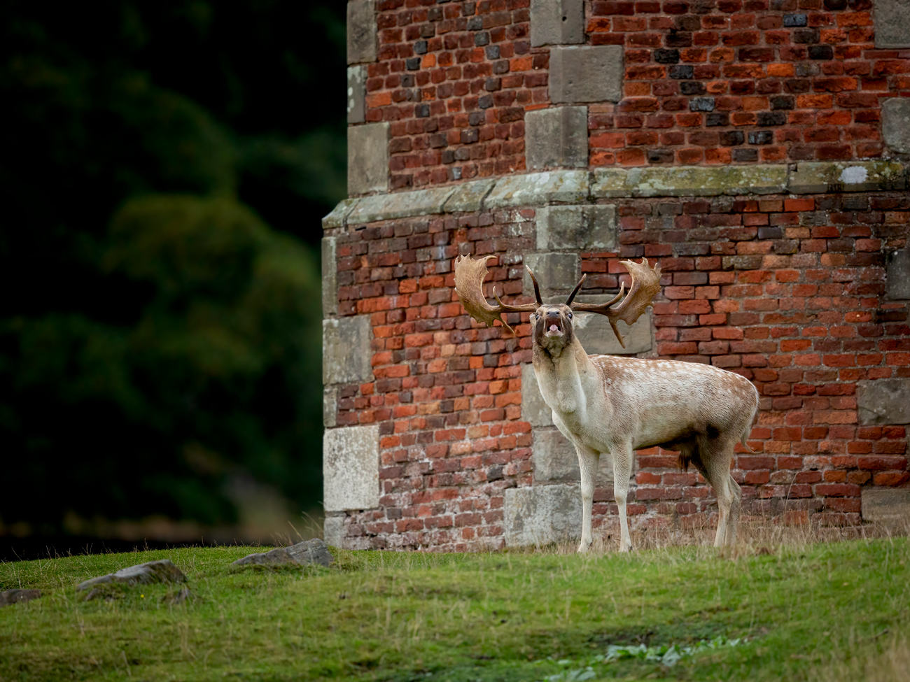 The Deer Rut – Castle The Deer Rut Fallow Deer