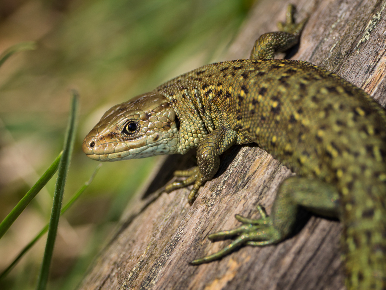 Common Lizard – Green Common Lizard Peak District Wildlife Photography