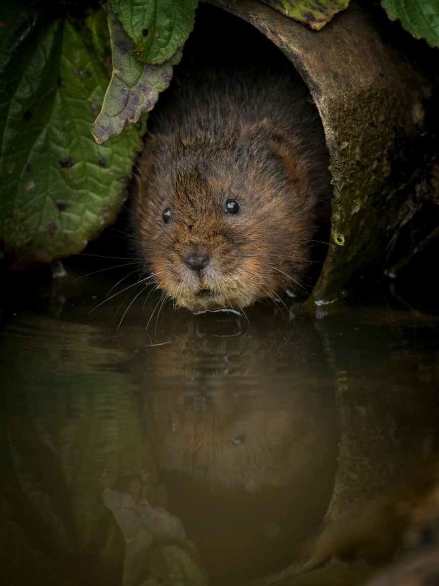 1Surprised-Vole