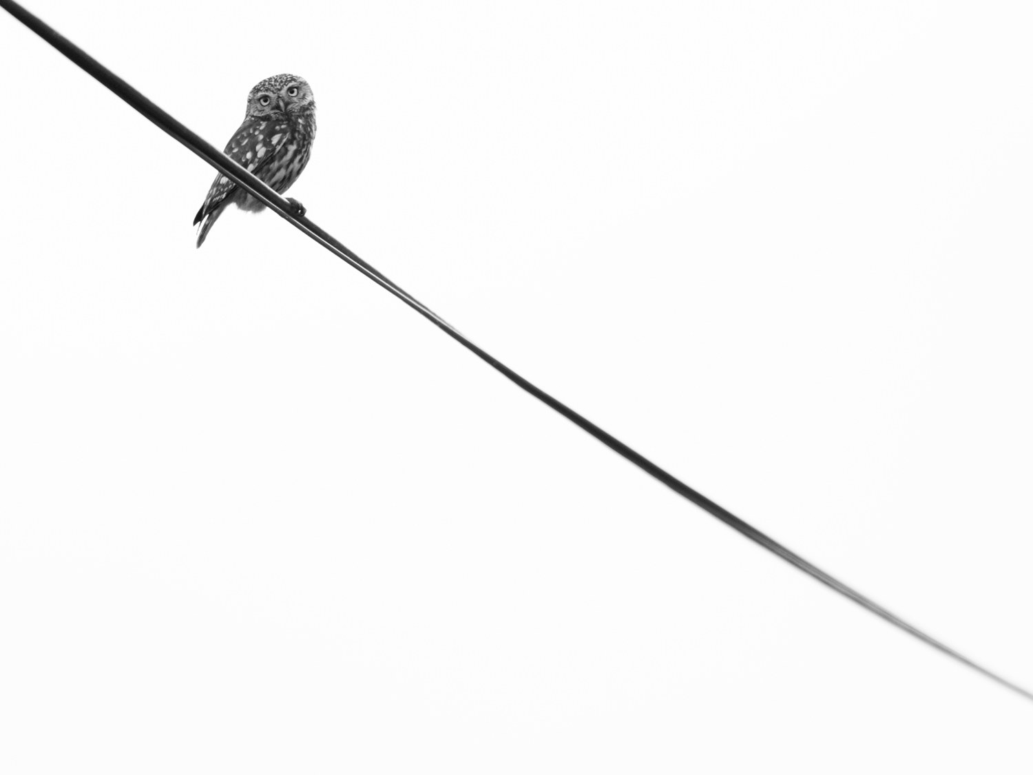 Online Photography Mentoring – The Little Online Photography Mentoring Wildlife Little Owl