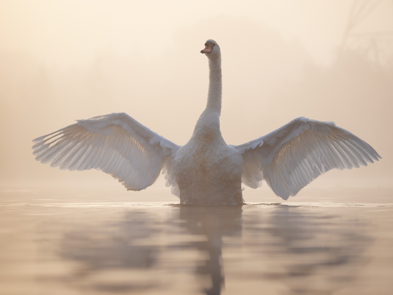 Wildlife Photography for Beginners – Spread