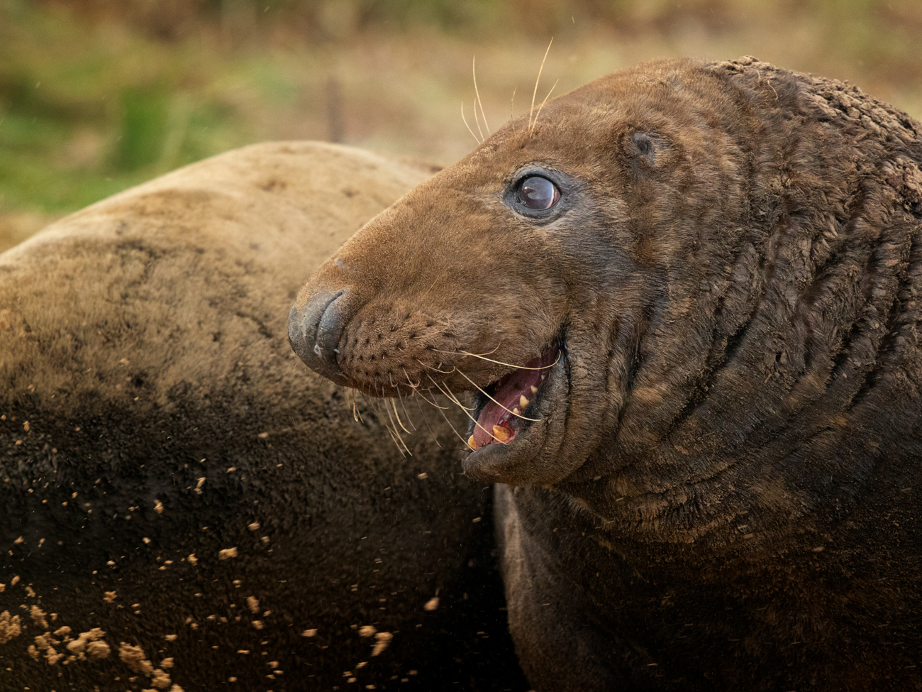 Donna Nook – Aggression Grey Seal Bull
