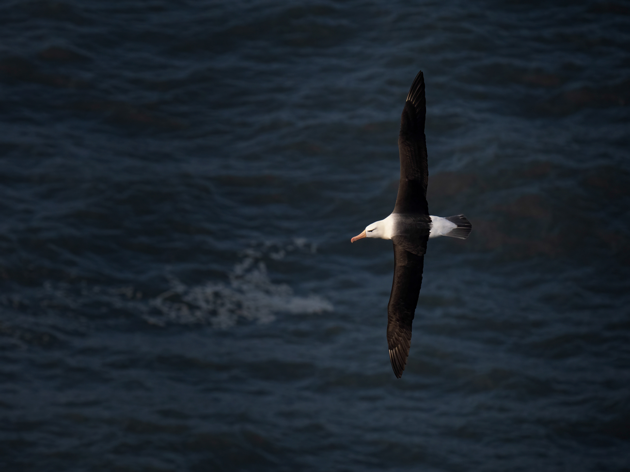 Bempton Cliffs – Albatross Bempton Cliffs Albatross Workshop Tour Tuition