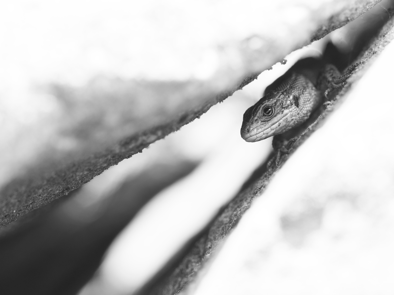 Common Lizard – B&W Common Lizard Peak District Wildlife Photography