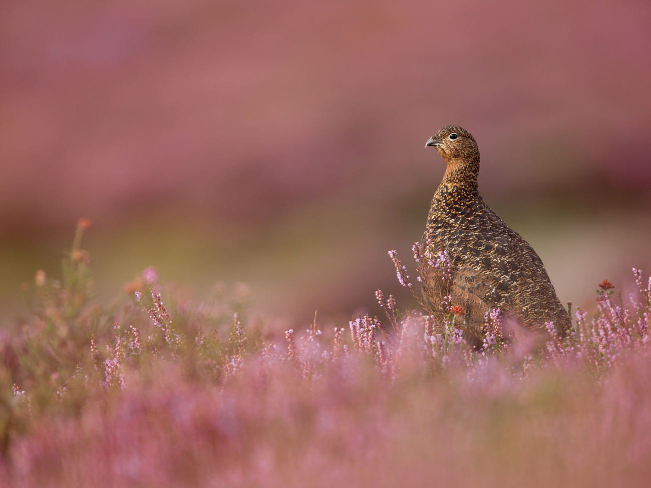 Banded-Grouse