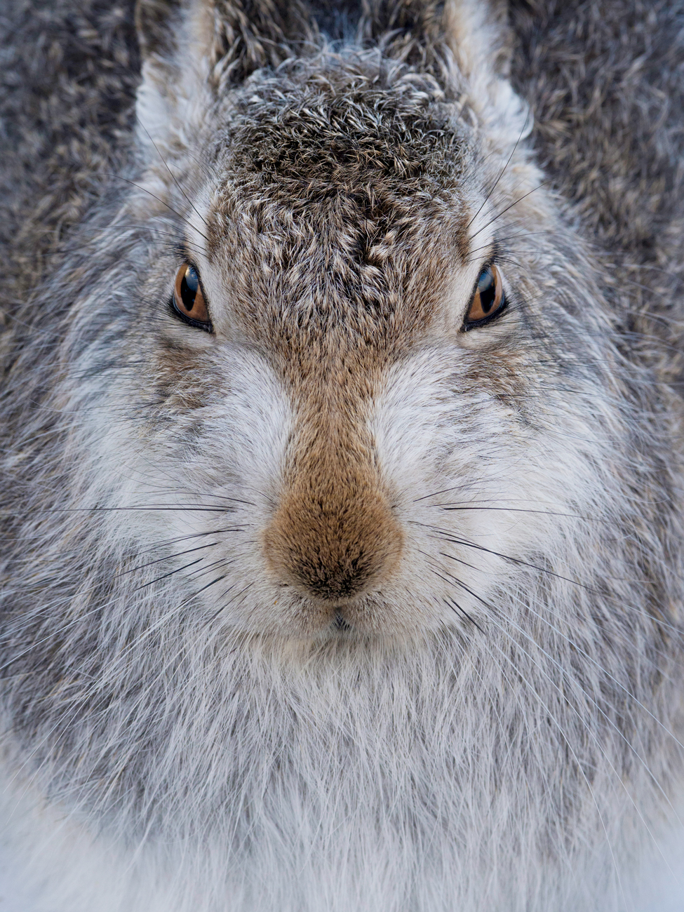 Mountain Hares – Blue Mountain Hare Photography Workshop Peak District