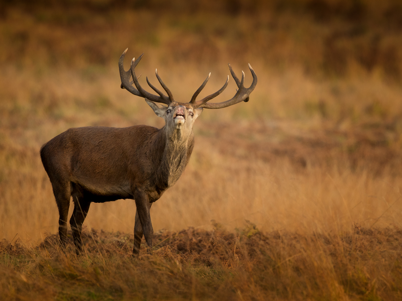 The Deer Rut – Cheese The Deer Rut Red Deer