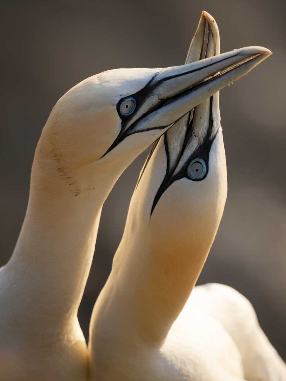 Bempton Cliffs – Courtship Bempton Cliffs Gannet Workshop Tour Tuition