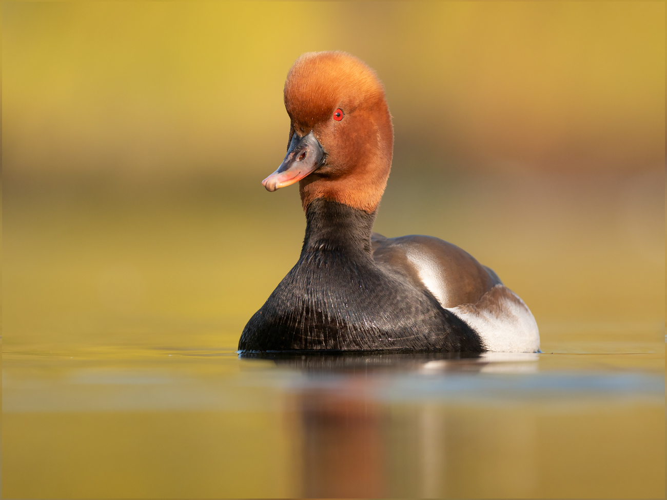 Crested-Portrait