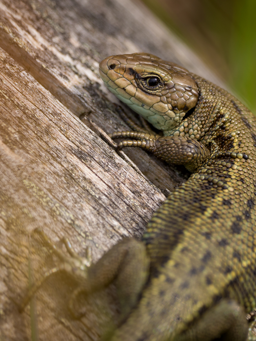 Common Lizard – Bask Common Lizard Peak District Wildlife Photography