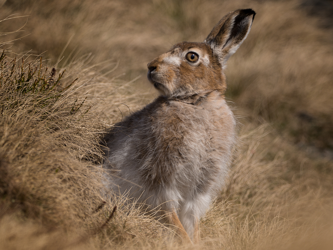 Mountain Hares – Popcorn Mountain Hare Photography Workshop Peak District